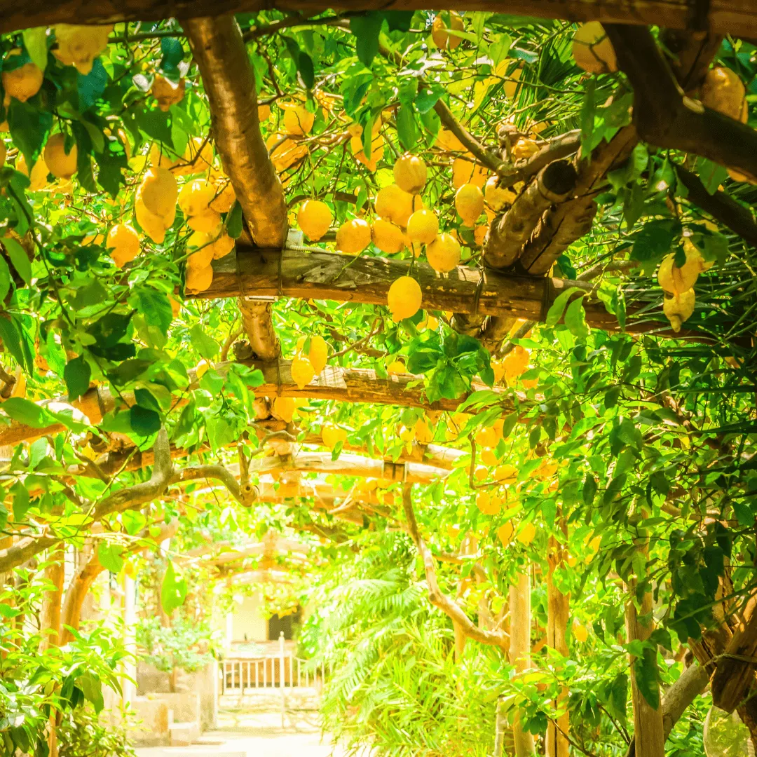 Pergolato di limoni sostenuto da pali di legno, tipico dei giardini della Penisola Sorrentina